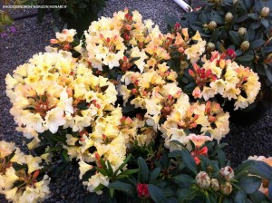 Rhododendron 'Horizon Monarch' - bloomig